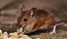 24 Hour & Emergency Exterminators in Marysville, WA